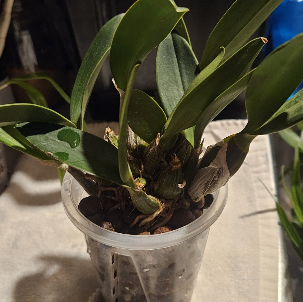Dendrobium speciosum var penduculatum Real Orchid Plant - Picture 5 of 5